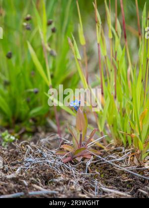 Myosotis alpestris oder alpine vergessene Blumen. Kleine blaue Blumen Stockfoto