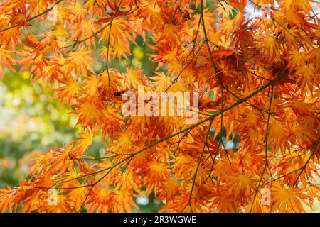 Acer shirasawanum im Herbst, allgemein bekannt als Shirasawa-Ahorn und Fullmoon-Ahorn Stockfoto