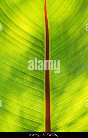 Ensete ventricosum, bekannt als ENSET oder False Banana, Detail des Blattes durch Hintergrundbeleuchtung Stockfoto