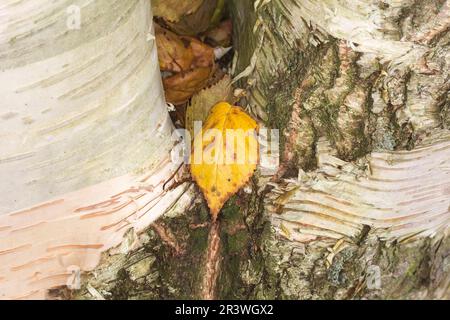 Betula ermanii (Baumrinde), bekannt als Erman-Birke, japanische Bergbirke, Erman-Birke Stockfoto