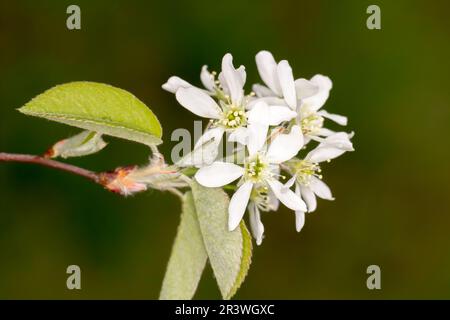 Amelanchier Spicata, gemeinhin bekannt als Zwergbeere und Thicket Schattenbauch Stockfoto