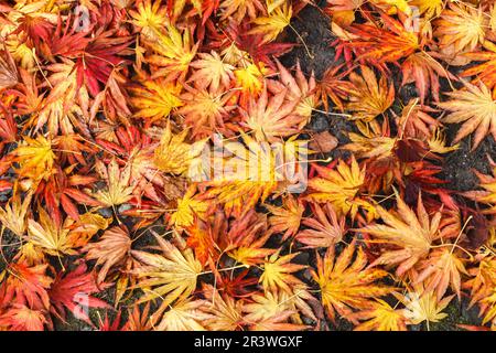 Acer shirasawanum, allgemein bekannt als Shirasawa-Ahorn und Fullmoon-Ahorn Stockfoto