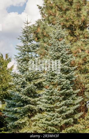 Abies Concolor, gebräuchliche Namen sind Colorado White Tanne, Colorado Tanne, White Tanne, Balsam Tanne Stockfoto