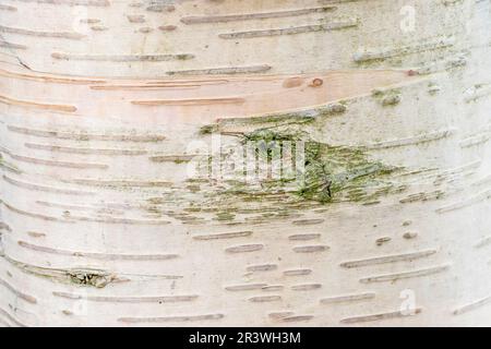 Betula ermanii (Baumrinde), bekannt als Erman-Birke, japanische Bergbirke, Erman-Birke Stockfoto