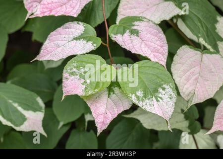 Actinidia kolomikta, auch bekannt als Kolomitka, Miyamatabi, harter Kiwi mit brünierten Blättern Stockfoto