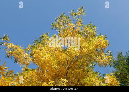 Carya cordiformis, Bitternuss - Carya cordiformis, Bitternut-Hickory, Sumpf-Hickory Stockfoto