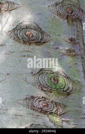 Abies grandis (Rinde), andere gebräuchliche Namen sind Riesentanne, Grantanne, Lowland Weißtanne Stockfoto