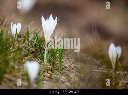 Nahaufnahme der blühenden weißen Crocus-Vernusblüten im Frühling. Draufsicht. Selektiver Fokus Mit Natürlichem Licht. Stockfoto