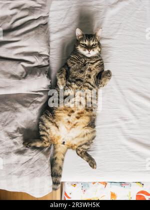 Die große gestreifte Katze liegt auf dem Rücken auf dem Bett Stockfoto