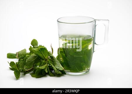 Frische Minze aus dem Garten in einem Glasbecher, isoliert auf weißem Hintergrund. Stockfoto
