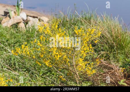 Cytisus scoparius Busch im Frühling, bekannt als gewöhnlicher Besen, Schottbesen, englischer Besen Stockfoto