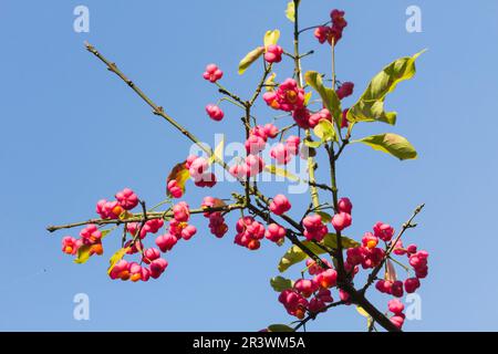 Euonymus europaeus, bekannt als Spindel, Europäische Spindel, gewöhnliche Spindel Stockfoto