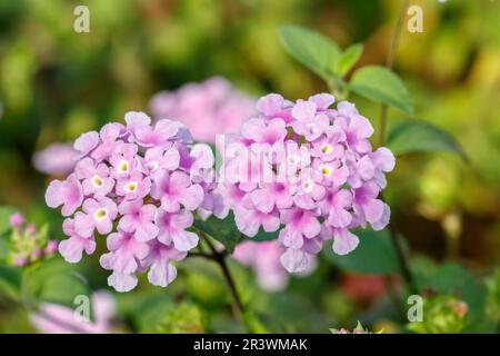 Lantana montevidensis, auch bekannt als nachfolgende lantana, Weinende lantana, Kreeping lantana Stockfoto