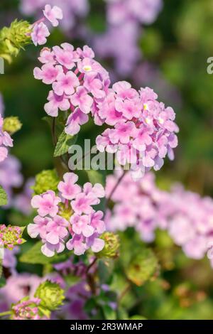 Lantana montevidensis, auch bekannt als nachfolgende lantana, Weinende lantana, Kreeping lantana Stockfoto