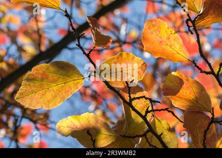 Parrotia persica. Bekannt als persisches Eisenholz, Blätter im Herbst Stockfoto