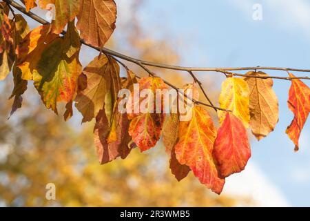 Parrotia persica, auch bekannt als persisches Ironwood, geht im Herbst Stockfoto