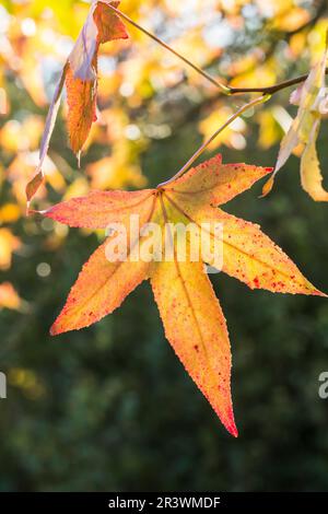 Liquidambar Styraciflua Tree, bekannt als American Sweetgum, Sweetgum oder Sweet GUM, Blatt im Herbst Stockfoto