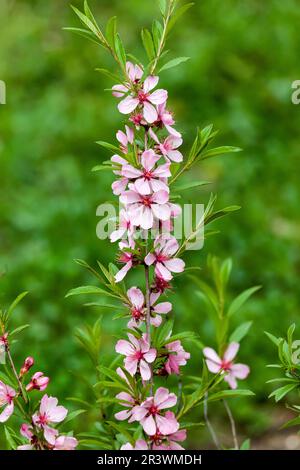 Prunus tenella, allgemein bekannt als Zwerg Russische Mandel im Frühling Stockfoto