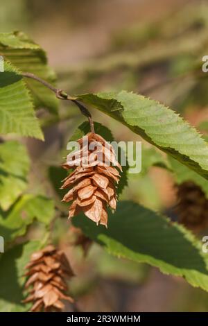 Ostrya carpinifolia, bekannt als Hopfenhornbaum Stockfoto