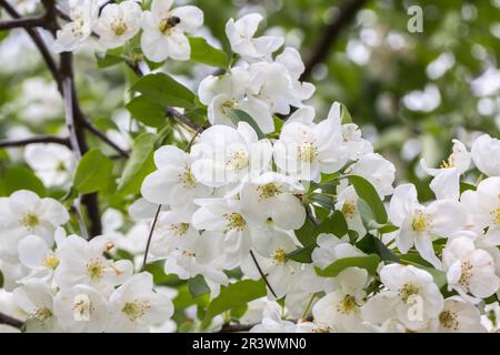 Malus baccata, var. Mandshurica, Sibirische Krabben, Sibirische Krabben, Chinesische Krabben Stockfoto