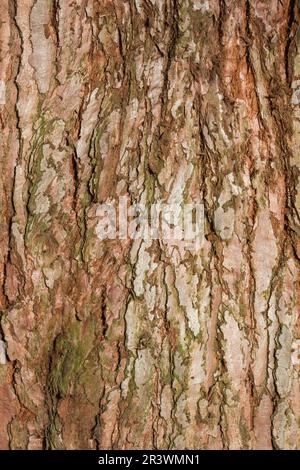 Sequoiadendron giganteum (Rinde), Riesenmammutbäumen, Riesenmammutbäumen, Sierra-Mammutbäumen Stockfoto