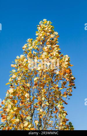 Liriodendron Tulpifera, Tulpenbaum, amerikanischer Tulpenbaum, Tulpenbaum, Tulpenpappel Stockfoto
