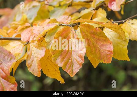 Parrotia persica, auch bekannt als persisches Ironwood, geht im Herbst Stockfoto