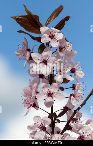Prunus cerasifera „Nigra“, Kirschpflaume, Pflaume, Myrobalan, Myrobalan-Pflaume Stockfoto