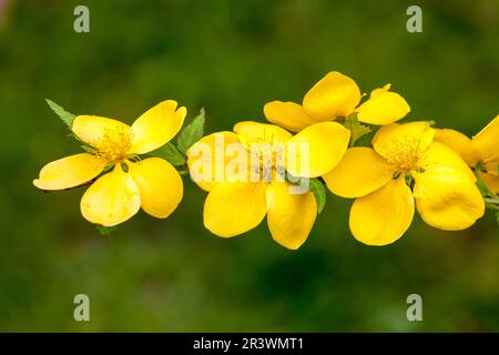 Kerria japonica im Frühling, bekannt als japanischer Busch, japanisches kerria, japanische Rose Stockfoto