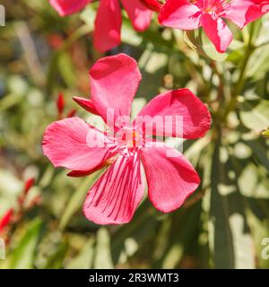 Nerium Oleander, bekannt als Oleander Tree, Rose Bay, Oleander Stockfoto