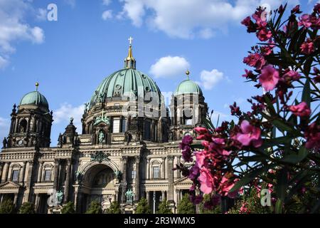 Blumen am Berliner Dom an einem sonnigen Tag Stockfoto