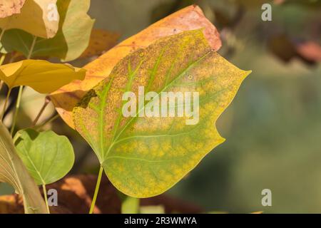 Liriodendron Tulpifera, Blatt im Herbst, Tulpenbaum, amerikanischer Tulpenbaum, Tulpenbaum, Tulpenpappel Stockfoto