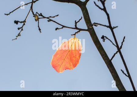 Parrotia persica, bekannt als persisches Ironwood, Einzelblatt im Herbst Stockfoto