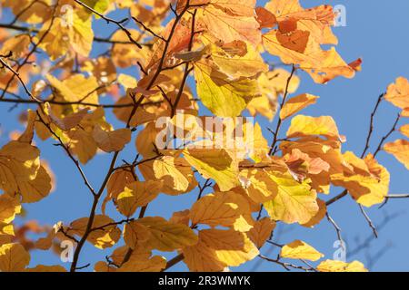 Parrotia persica, auch bekannt als persisches Ironwood, geht im Herbst Stockfoto