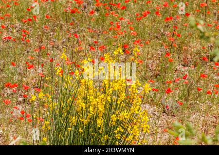 Spartium junceum, auch bekannt als spanischer Besen, Weaver's Besen, Pflanzen mit Mohn Stockfoto