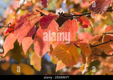 Parrotia persica, auch bekannt als persisches Ironwood, geht im Herbst Stockfoto