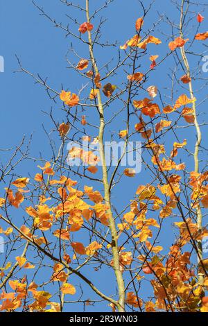 Parrotia persica. Bekannt als persisches Eisenholz, Blätter im Herbst Stockfoto