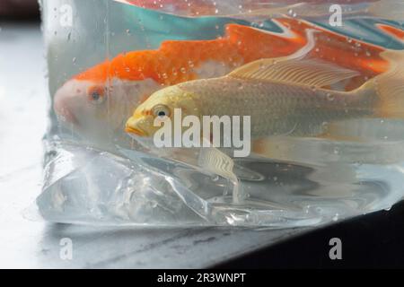 Fish in Water Bag (Fisch im Wasserbeutel Stockfoto