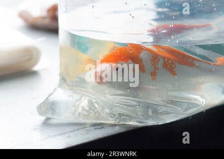 Fish in Water Bag (Fisch im Wasserbeutel Stockfoto