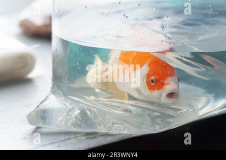 Fish in Water Bag (Fisch im Wasserbeutel Stockfoto