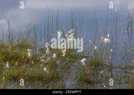 Eriophorum angustifolium, bekannt als Gemeiner Katzengras, Katzengras aus Deutschland Stockfoto