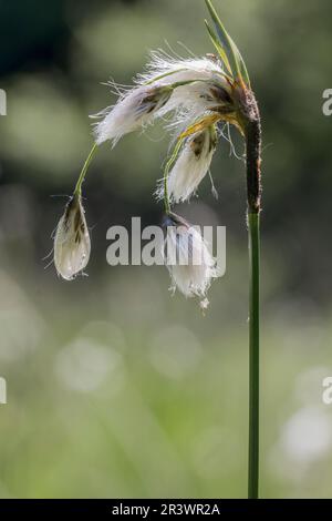 Eriophorum latifolium, auch bekannt als breitblättriger Baumwoll-Gras, breitblättriger Baumwollspat, Baumwollspat Stockfoto