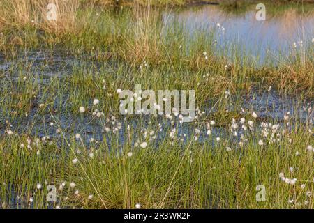 Eriophorum angustifolium, bekannt als Gemeiner Katzengras, Katzengras aus Deutschland Stockfoto