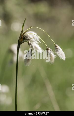 Eriophorum latifolium, auch bekannt als breitblättriger Baumwoll-Gras, breitblättriger Baumwollspat, Baumwollspat Stockfoto