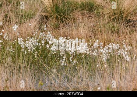 Eriophorum angustifolium, bekannt als Gemeiner Katzengras, Katzengras aus Deutschland Stockfoto