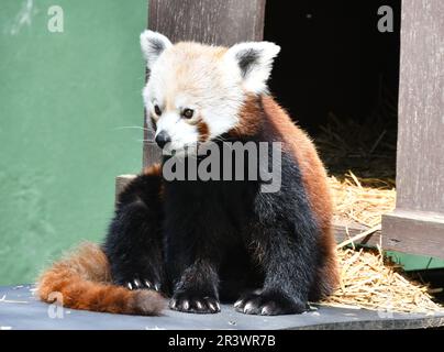 Red Panda im Shepreth Wildlife Park, Cambridgeshire, Großbritannien Stockfoto