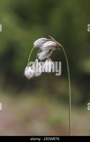 Eriophorum latifolium, auch bekannt als breitblättriger Baumwoll-Gras, breitblättriger Baumwollspat, Baumwollspat Stockfoto
