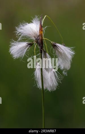 Eriophorum latifolium, auch bekannt als breitblättriger Baumwoll-Gras, breitblättriger Baumwollspat, Baumwollspat Stockfoto