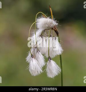 Eriophorum latifolium, auch bekannt als breitblättriger Baumwoll-Gras, breitblättriger Baumwollspat, Baumwollspat Stockfoto