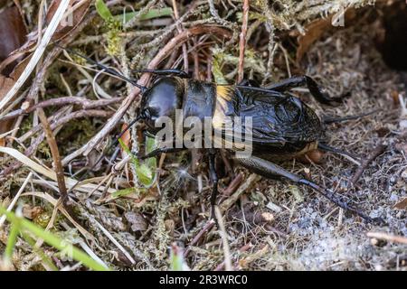 Field Cricket (Gryllus campestris, Gryllidae) am Eingang zu seiner Höhle. Lord's Piece, Coates Common, Sussex, Mai 2023 Stockfoto